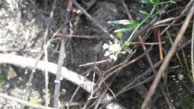 Lepidium graminifolium